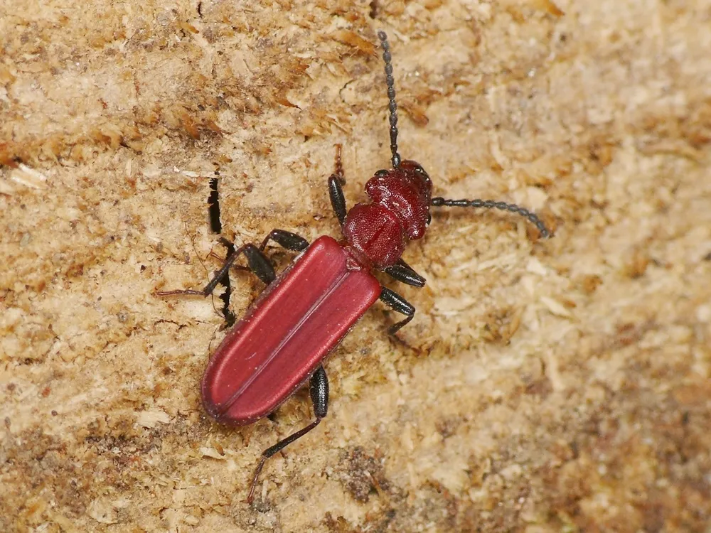 Cucujus haematodes - photo 3