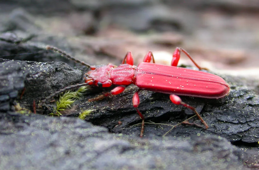 Cucujus puniceus