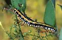 Camphorweed Cucullia - Hodges#10192