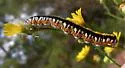 Camphorweed Cucullia - Hodges#10192 - photo 4