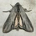 Cucullia astigma - Hodges#10214