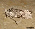 Cucullia basipuncta - Hodges#10207