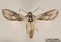 Cucullia basipuncta - Hodges#10207 - photo 2