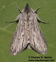 Cucullia charon - Hodges#10191.2 - photo 4