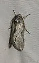 Cucullia cucullioides - Hodges#10210 - photo 2