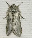Cucullia cucullioides - Hodges#10210 - photo 4