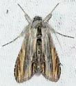 Cucullia eucaena - Hodges#10201.1 - photo 2