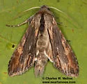 Cucullia eucaena - Hodges#10201.1 - photo 3