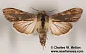 Cucullia eucaena - Hodges#10201.1 - photo 4
