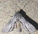 Cucullia eulepis - Hodges#10209 - photo 4