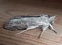 Gray hooded-owlet - Hodges#10197 - Cucullia florea