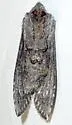Cucullia heinrichi - Hodges#10213 - Cucullia heinrichi