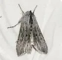Cucullia heinrichi - Hodges#10213 - photo 4