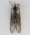 Cucullia incresa - Hodges#10212