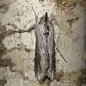 Cucullia laetifica - Hodges#10191 - photo 3