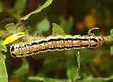 Cucullia lethe - Hodges#10191.1 - Cucullia lethe