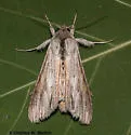 Cucullia lethe - Hodges#10191.1 - photo 3