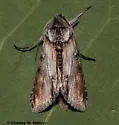 Cucullia lilacina - Hodges#10196 - Cucullia lilacina