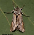 Cucullia lilacina - Hodges#10196 - photo 2