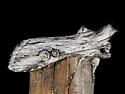 Cucullia mcdunnoughi - Hodges#10208 - Cucullia mcdunnoughi