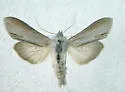 Cucullia omissa - Hodges#10199 - photo 2