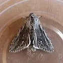 Cucullia pulla - Hodges#10180 - photo 3