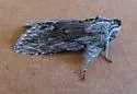 Cucullia pulla - Hodges#10180 - photo 4
