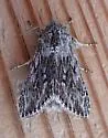 Cucullia pulla - Hodges#10180 - photo 5