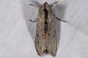 Cucullia serraticornis - Hodges#10184 - Cucullia serraticornis