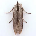 Cucullia serraticornis - Hodges#10184 - photo 4