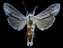 Cucullia similaris - Hodges#10195