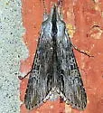 Cucullia similaris - Hodges#10195 - photo 2