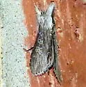 Cucullia similaris - Hodges#10195 - photo 3