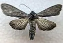 Cucullia similaris - Hodges#10195 - photo 4