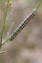 Speyer's Hooded Owlet - Hodges#10190 - Cucullia speyeri