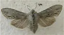 Streaked Hooded Owlet - Hodges#10183 - Cucullia strigata