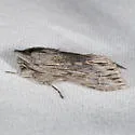 Streaked Hooded Owlet - Hodges#10183 - photo 2