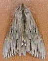 Streaked Hooded Owlet - Hodges#10183 - photo 5
