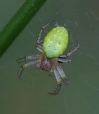 Cucumber Green Orb Spider