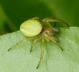 Cucumber Green Orb Spider - photo 2