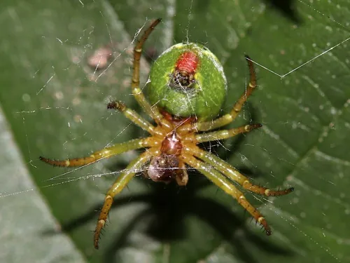 Cucumber Green Orb Spider - photo 3