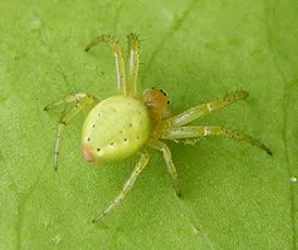 Cucumber Green Orb Spider - photo 4