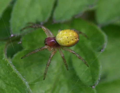 Cucumber Green Orb Spider - photo 5