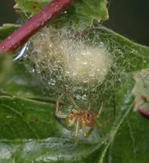 Cucumber Green Orb Spider - photo 7