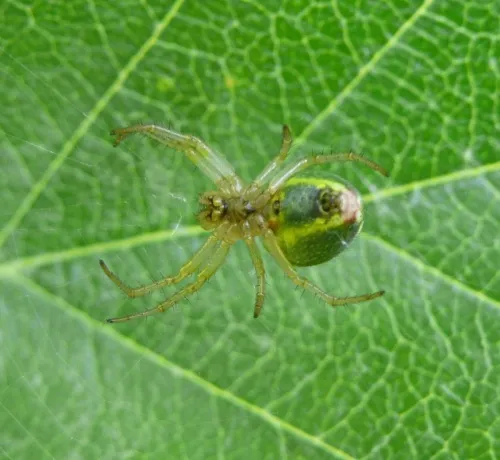 Cucumber Green Orb Spider - photo 8
