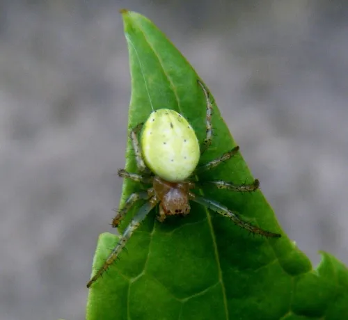 Cucumber Green Orb Spider
