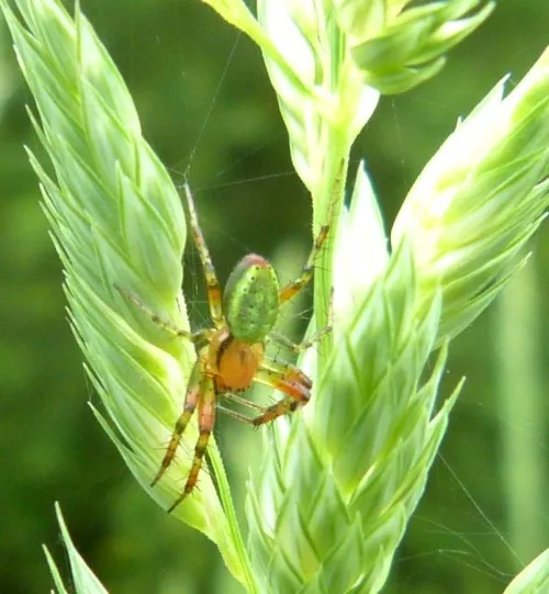 Cucumber Green Orb Spider - photo 2