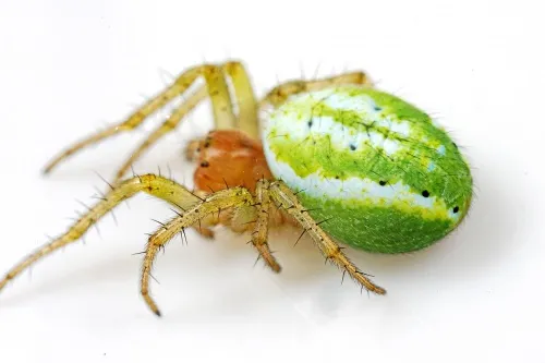 Cucumber Green Orb Spider - photo 3