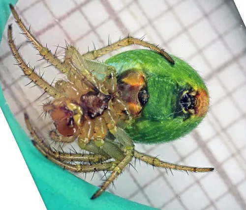 Cucumber Green Orb Spider - photo 4