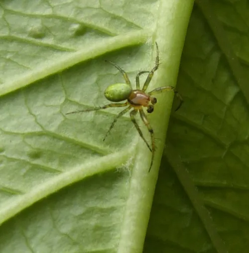 Cucumber Green Orb Spider - photo 5